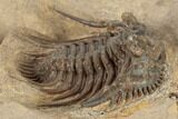 Spiny Leonaspis Trilobite - Lghaft, Morocco #191872-3